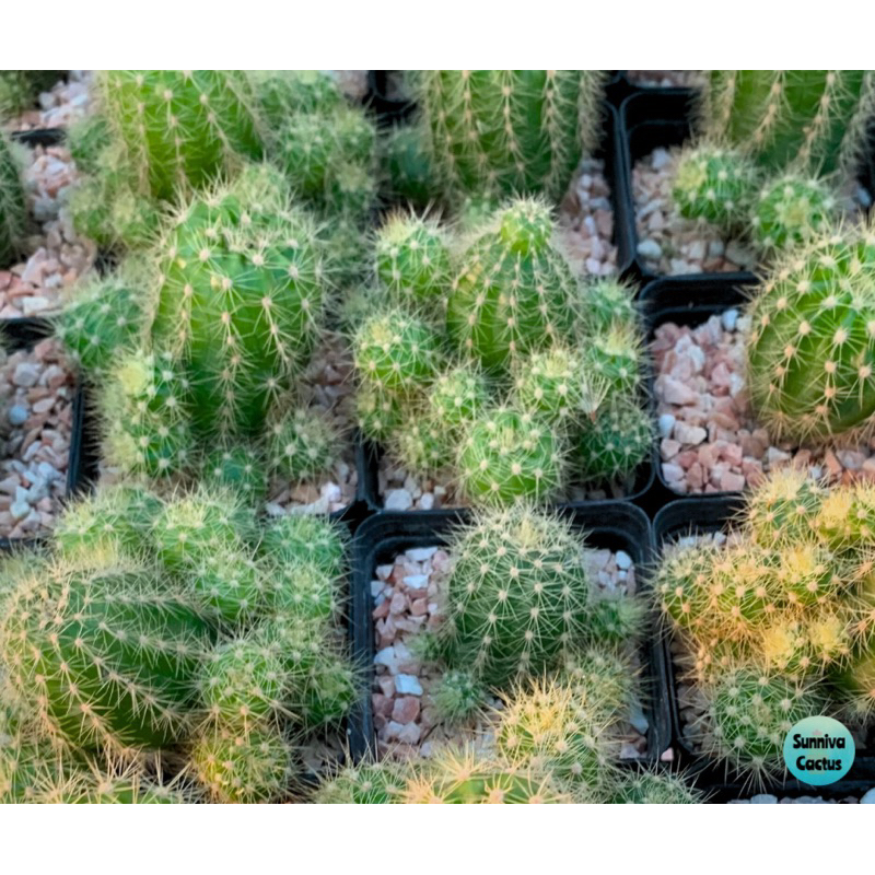 ดาวล้อมเดือน (Echinopsis calochlora) กระบองเพชร แคคตัส ไม้อวบน้ำ cactus succulent