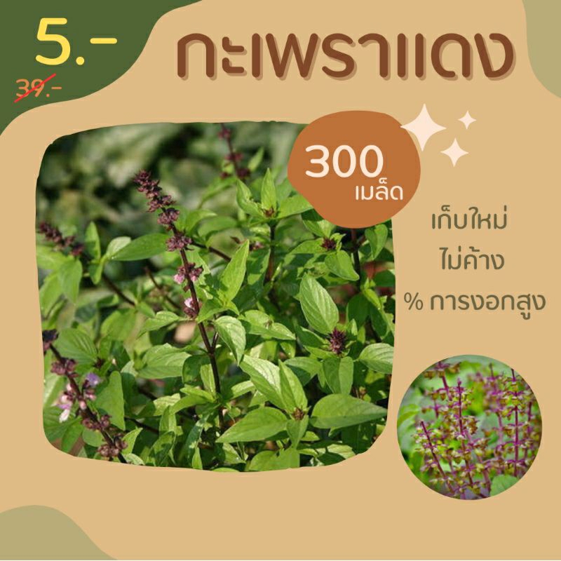 เมล็ดกะเพราแดง 300 เมล็ด เก็บใหม่ๆ พร้อมส่ง อัตราการงอกสูง