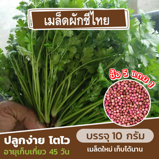 ซื้อ 5 แถม 1 เมล็ดพันธุ์ผักชีไทย 10 กรัม ประมาณ 700 เมล็ด/ซอง(คละชนิดได้)