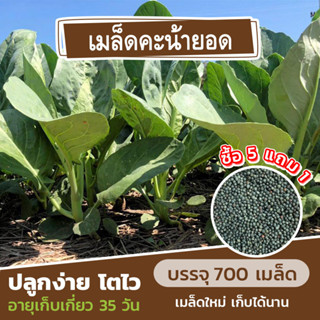 ซื้อ 5 แถม 1 เมล็ดพันธุ์ ผักคะน้ายอด 700 เมล็ด (คละชนิดได้)