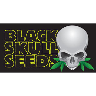 [แบ่งแพ็ค] - Black Skull Cannabis Seeds สายพันธฺุ์ออโต้