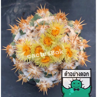 แคคตัส ช้างมอนส์ ขนทอง coryphantha monstrose cactus ไม้กราฟ จำนวน 1 ต้น