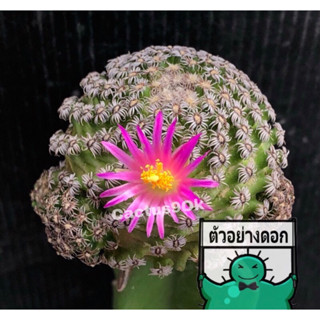 แคคตัส แมม เฮอนันเดส mammillaria hernandezii cactus ไม้กราฟ จำนวน 1 ต้น