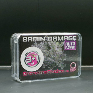 Braindamage Autoflower - Growers Choice