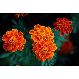 เมล็ด ดอกดาวเรืองฝรั่งเศส  French Marigold พร้อมปลูก  ซองละ 29 บาท  40-50เมล็ด  สีส้ม  เหลือง แดง