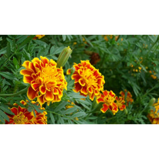 เมล็ด ดอกดาวเรืองฝรั่งเศส  French Marigold พร้อมปลูก  ซองละ 29 บาท  40-50เมล็ด