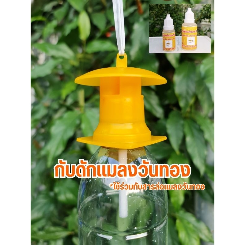กับดักแมลงวันทอง 5 อัน **ต้องใช้ร่วมกับสารล่อแมลงวันทอง**  กำจัดแมลงวันทอง แมลงวันผลไม้