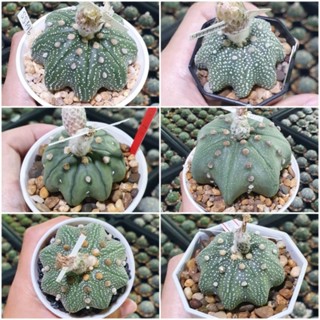 เมล็ดแคคตัส Astrophytum แอสโตรไฟตั้ม สตาร์เชฟ เว้า