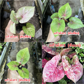 แก้วมังกรบอนสี บอนสีด่างสวย ไม้ผ่าหัว บอนสีตัวเทพ บอนสีราคาส่ง caladium บอนสีไทย