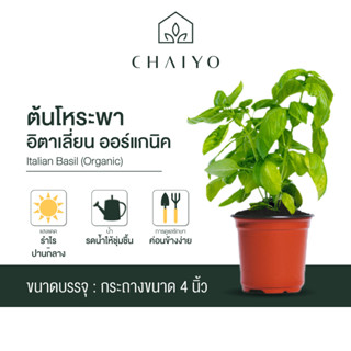 ต้นโหระพาอิตาเลี่ยน ออร์แกนิค Organic Italian Basil กระถาง 4 นิ้ว