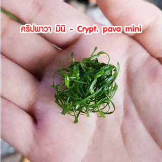 Cryptocoryne​ pava mini คริป พาวา- พาวามินิ ต้นไม้น้ำพร้อมปลูก ต้นไม้ตกเเต่งตุ้ปลา(กรุณ่อ่านรายละเอียดก่อนสั่ง)
