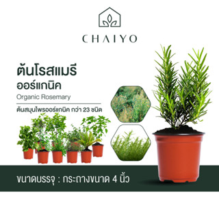 ต้นโรสแมรี ออร์แกนิค Organic Rosemary และต้นสมุนไพรออร์แกนิค กว่า 23 ชนิด and Organic Herb 23 Varieties กระถาง 4 นิ้ว