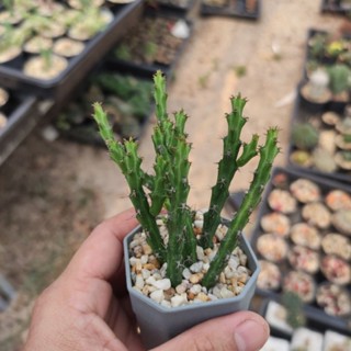 ยูโฟเบีย หางมังกร] Euphorbia Knuthii