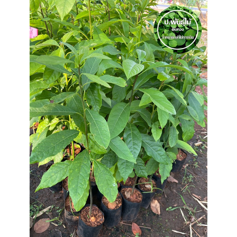 ต้นอโวคาโดบูท7 เพาะเมล็ด ต้นใหญ่ เสียหายเคลมฟรี