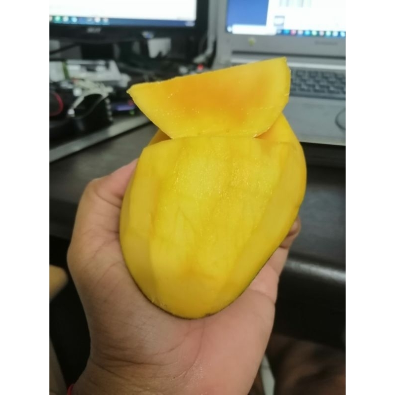 ต้นมะม่วงเจ้าคุณ​ทิพย์​