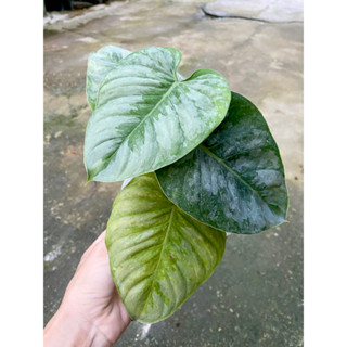 Philodendron sodiroi  ฟิโลเดนดรอน โซดิรอย(ติดด่าง)