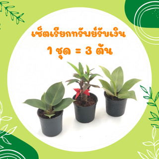 💥โปร 9.9 💥 เซ็ตเรียกทรัพย์รับเงิน (1 ชุด = 3 ต้น) ต้นมีทรัพย์ ทวีทรัพย์ เทียนมหาลาภ ไม้มงคลเศรษฐี ต้นไม้มงคลสวยๆ ไม้มงคล