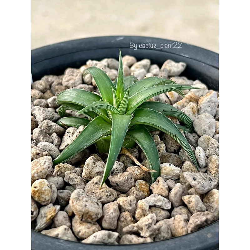 สับปะรด Dyckia rariflora