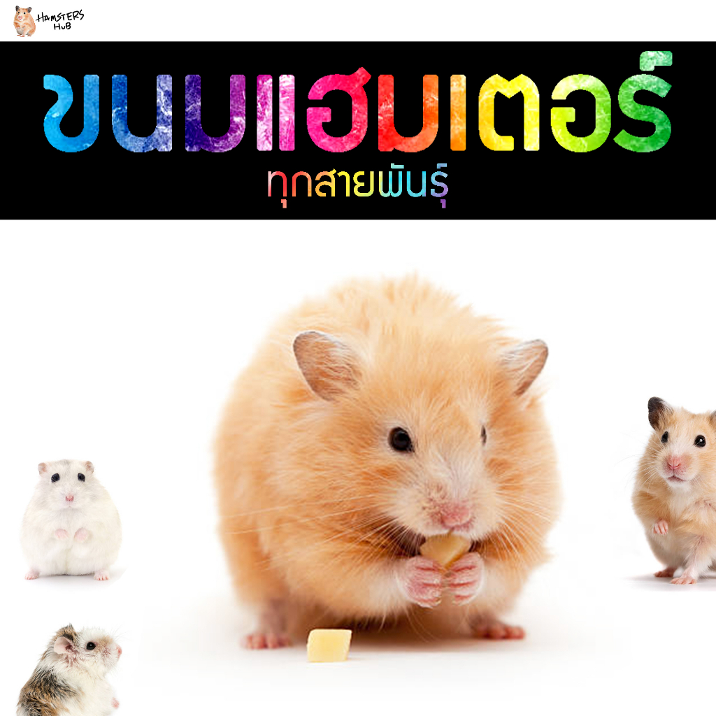 ขนมหนูแฮมเตอร์ โลโบ ใจแอ้นท์ วินเทอร์ไวท์ แคมเบล หนูอื่นๆ สัตว์เล็กทุกสายพันธ์ (แบ่งขายกะปุกทดลอง)