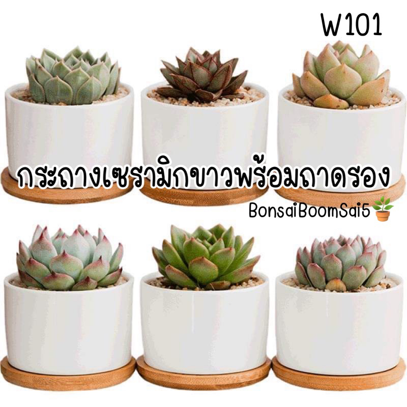 (W101) กระถางเซรามิกเคลือบพร้อมถาดไม้ กระถางมินิมอล