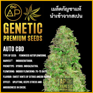 🇪🇸 เมล็ดกัญชา Auto CBD เมล็ดค่าย AP Genetic นำเข้าจากสเปน เมล็ดกัญ ชา ออโต้ เพศเมีย แท้ 100% ควบคุมคุณภาพอย่างเข้มงวด