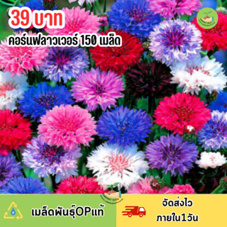 เมล็ดพันธุ์ดอกคอนฟาวเวอร์150 เมล็ด ดอกซ้อนสวยคละสี