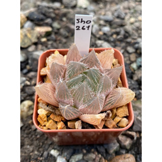 Haworthia Hybird Thailand กระถาง 2 นิ้ว (ส่งทั้งกระถาง) รหัส261-270