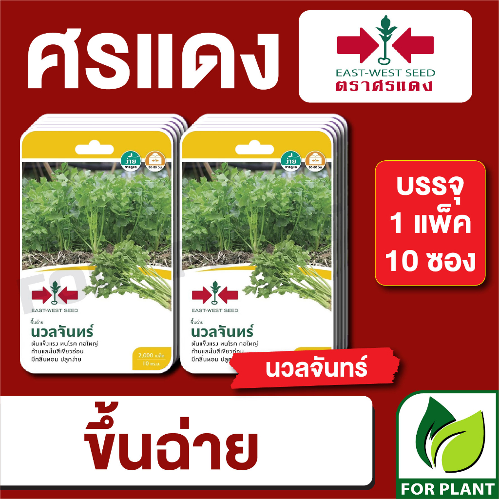 เมล็ดพันธุ์ผัก ผักซอง คื่นฉ่าย นวลจันทร์ F1 ตราศรแดง บรรจุแพ็คล่ะ 10 ซอง ราคา 310 บาท
