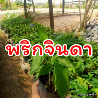 พริกจินดา ต้นใหญ่ พร้อมปลูก