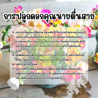 เมล็ดพันธุ์ คุณนายตื่นสาย (แพรี่เซี่ยงไฮ้) 3,500ต้น ++ คุ้มที่สุด ‼️