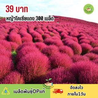 เมล็ดพันธุ์หญ้าโคเซียสีแดง300 เมล็ด🌸 ดอกสวยปลูกง่าย