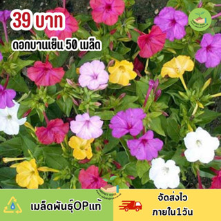 ดอกบานเย็นคละสี 50 เมล็ดพันธุ์ คุ้มสุดๆถูกมาก‼️