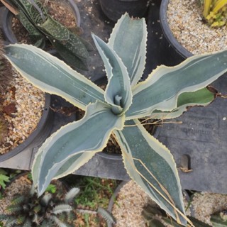 Agave gypsophila ivory curls