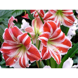 Crown Amaryllis ว่านสี่ทิศฮอลแลนด์ คลาวน์ ดอกใหญ่ ปลูกเพื่อเสริมดวงตามวันเกิด สายพันธุ์อิสราเอลนำเข้า