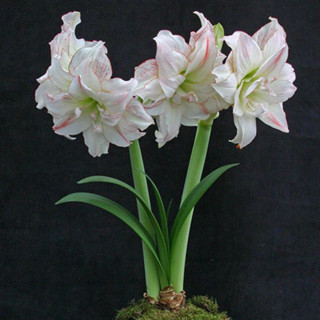 Amaryllis NK4 ว่านสี่ทิศฮอลแลนด์ NK4 ดอกสีชมพูขาว ปลูกเพื่อเสริมดวงตามวันเกิด เพิ่มความรุ่งเรืองในชีวิต