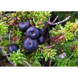 เมล็ดพันธุ์ โครว์เบอร์รี่ (Wild Crowberry Seed) บรรจุ 35 เมล็ด ของแท้ คุณภาพดี ราคาถูก นำเข้าจากต่างประเทศ