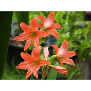 Amaryllis ว่านสี่ทิศพื้นเมือง สีส้มโอรส ปลูกเพื่อเสริมดวงตามวันเกิด เพิ่มความรุ่งเรืองในชีวิต