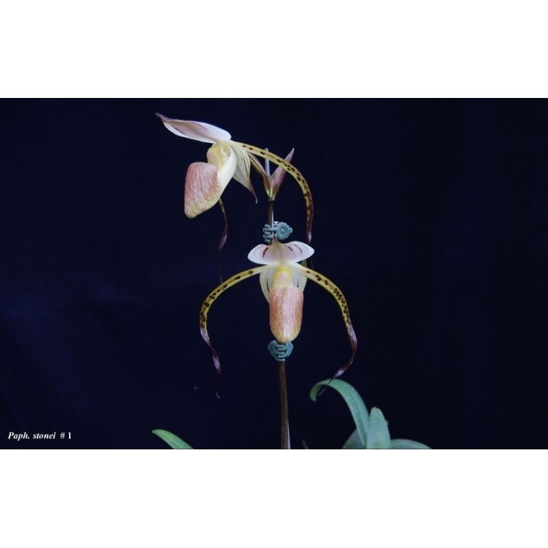 Paph.Stonei ขนาดกระถาง2-3นิ้วต้นเล็ก