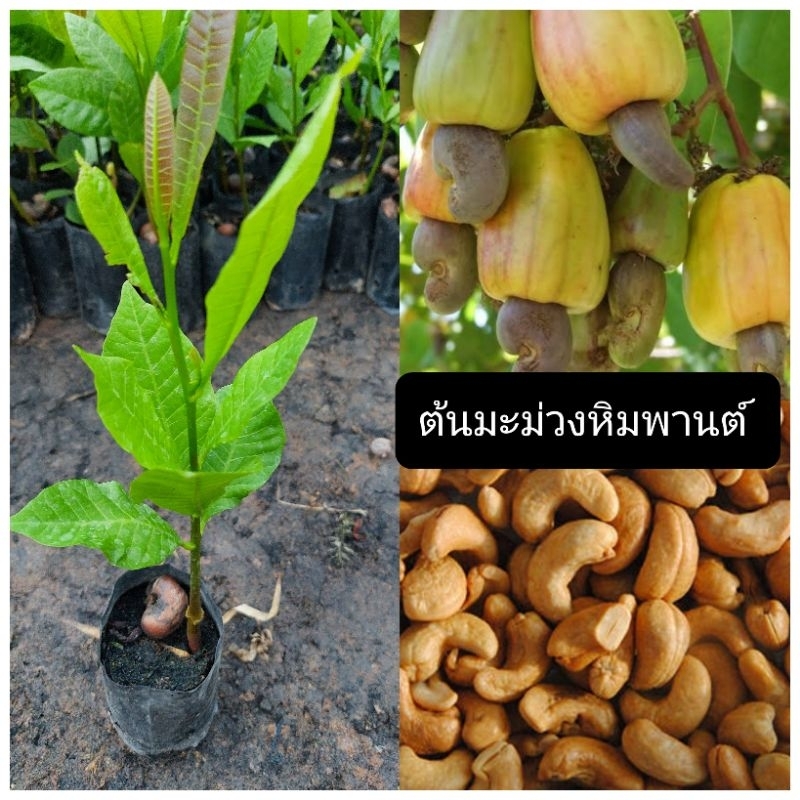 ต้นมะม่วงหิมพานต์/ซื้อ 5 แถม 1ถุง/ขนาด20-30ซม.พันธุ์ผลสีเหลือง ต้นเตี้ยลูกดก ยอดอ่อนรับประทานได้อร่อย