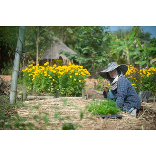 ชานมัสการแบบกล่องบรรจุ 5 ชิ้น , Namaskar (สวรรค์บนดิน) *ไม่มีคาเฟอีน มี มะตูม และ คาโมมายล์เป็นหลัก