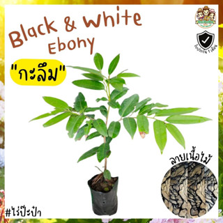 กะลึม Black and White ebony ไม้หายาก อนาคตไกล ไม่แพ้มะริด ไม้ป่า ลายไม้สวย ผลทานได้