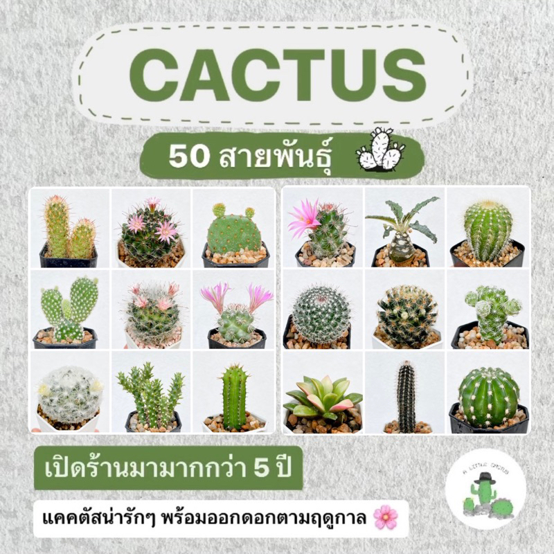 A Little cactus กระบองเพชร | แคคตัส ส่งตรงจากสวน ส่งทั้งกระถาง แถมทุกออเดอร์ค่ะ