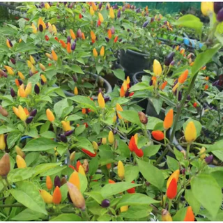 พริกสีรุ้งถูกที่สุด 10บ.เมล็ดพันธุ์พริกสีรุ้ง 10 เมล็ด พริก 7 สี โตไว พุ่มใหญ่ ปลูกประดับสวยมาก