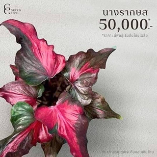 [ถูกที่สุด]บอนสีนางรากษสเทวี ไม้ด่าง ต้นบอนสี ต้นไม้ตกแต่งสวย ไม้สวยงาม บอนด่าง มอนสเตอร่า