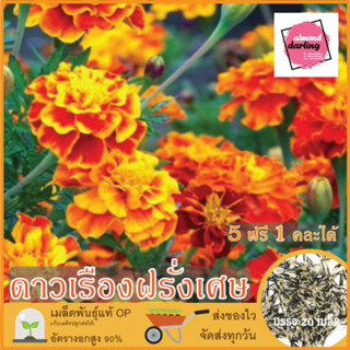 ซื้อ5 แถม1 เมล็ดพันธุ์ ดอกดาวเรืองฝรั่งเศษ 20 เมล็ด (French Mariglod Flower Seed) เมล็ดพันธุ์แท้ ปลูกง่าย อัตรางอกสูง เก