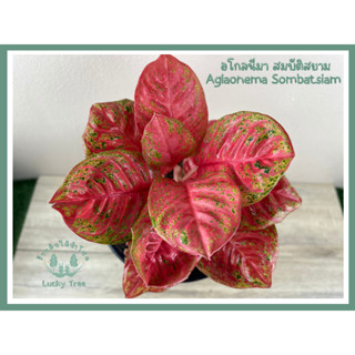 ต้นสมบัติสยาม อโกลนีมา Aglaonema Sombatsiam พร้อมกระถาง