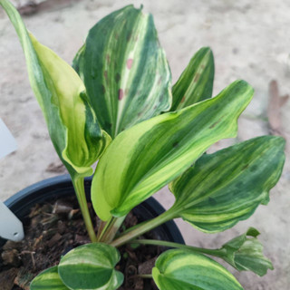 ต้นรวยล้นฟ้าด่าง ว่านรวยล้นฟ้าด่าง Aglaonema sp. Ruaylonfa Verigated