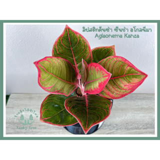 ต้นลิปสติกคันซ่า ซันช่า อโกลนีมา Aglaonema Kanza พร้อมกระถาง