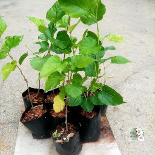 ต้นหม่อน Mulberry tree ถุงเพาะ 3" ผลให้คุณค่าทางโภชนาการสูง สุกแล้วสีดำมีรสหวาน นำมาปั่น ทานสด ทำแยม ฯลฯ ได้หลากหลายเมนู