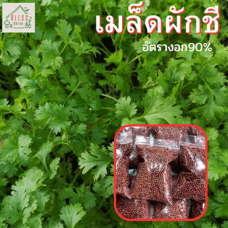 เมล็ดผักชีอัตรางอกสูง เก็บจากสวนอินทรีย์ ถุงใหญ่ เมล็ดผักไทย ผักสวนครัว